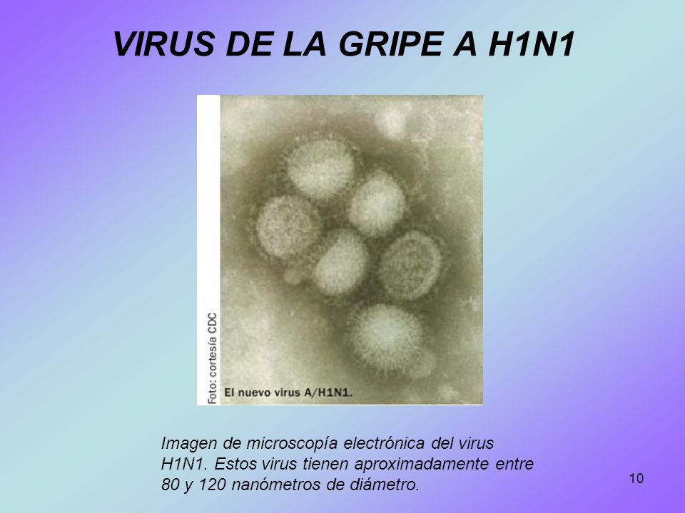 VIRUS DE LA GRIPE A H1N1 Imagen de microscopía electrónica del virus H1N1.
