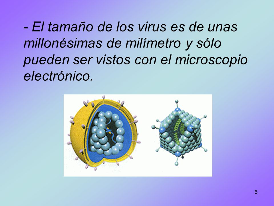 - El tamaño de los virus es de unas millonésimas de milímetro y sólo pueden ser vistos con el microscopio electrónico.