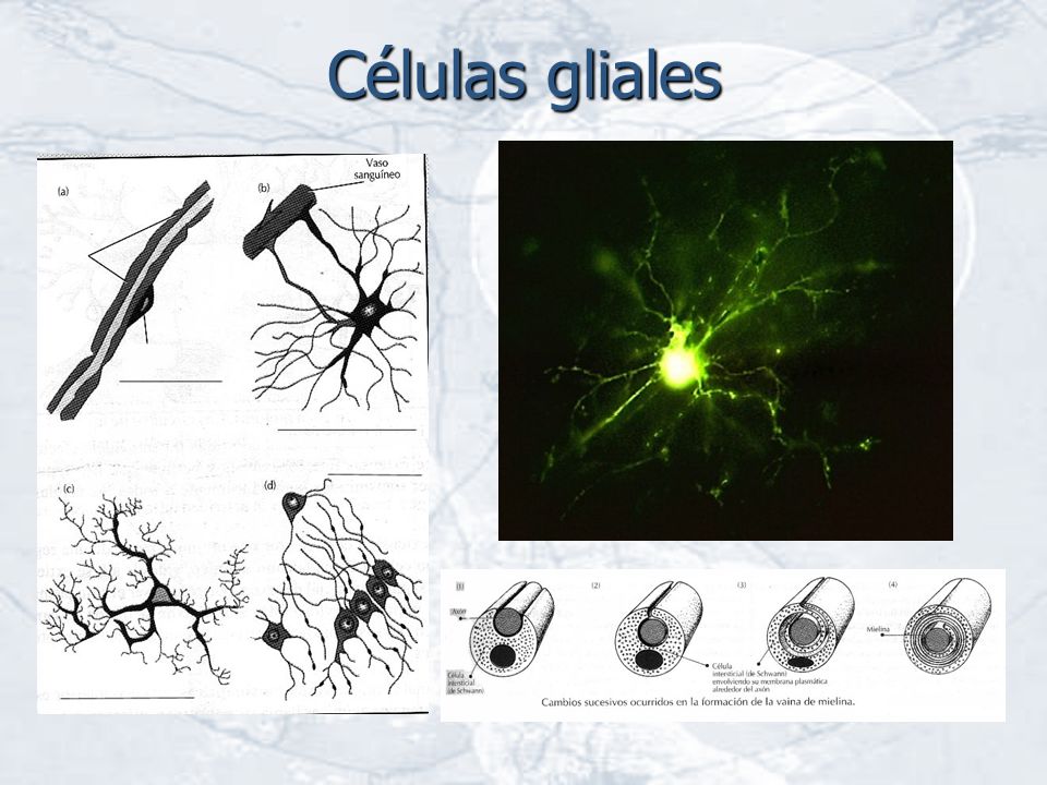 Células gliales