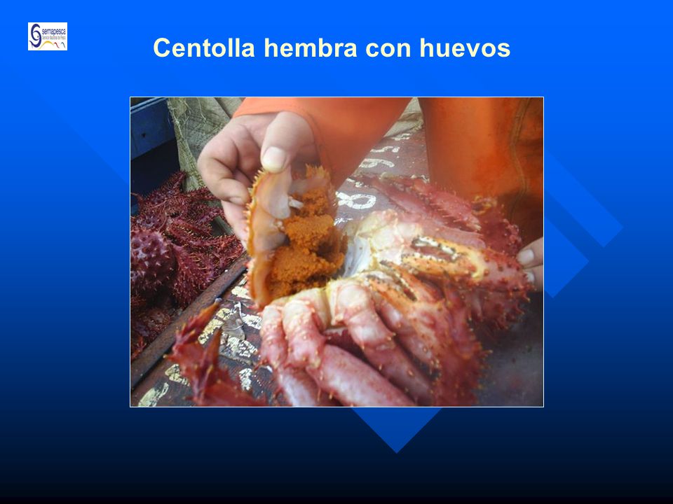 Centolla hembra con huevos