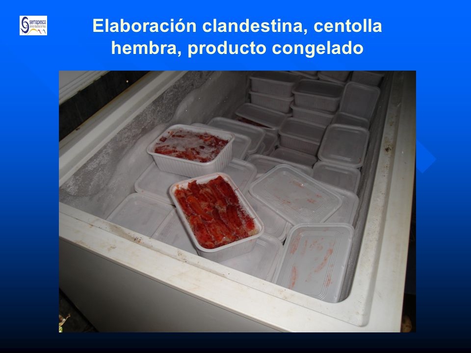 Elaboración clandestina, centolla hembra, producto congelado