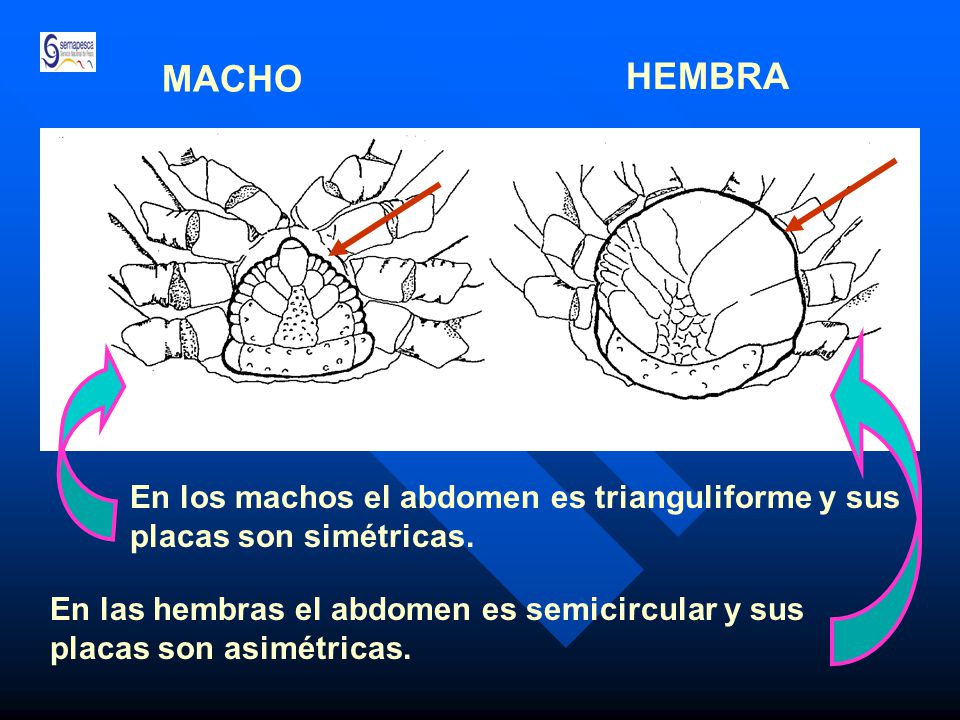 MACHO HEMBRA En los machos el abdomen es trianguliforme y sus