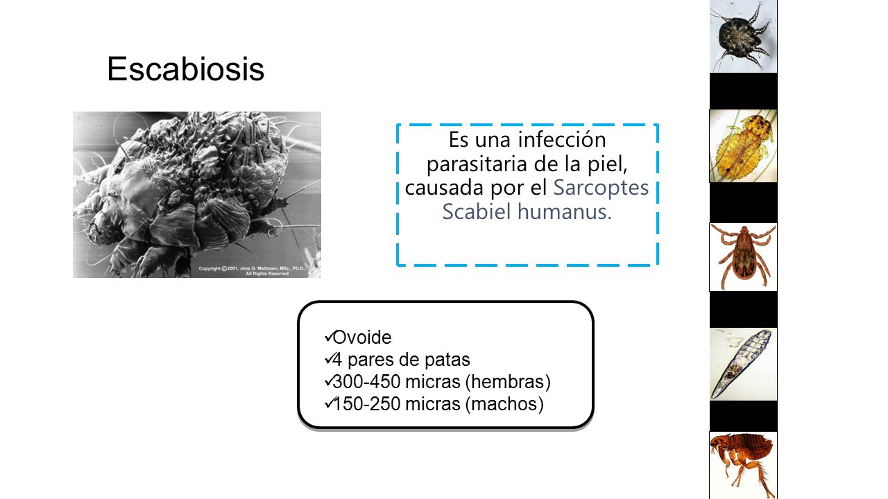Escabiosis Es una infección parasitaria de la piel, causada por el Sarcoptes Scabiel humanus. Ovoide.