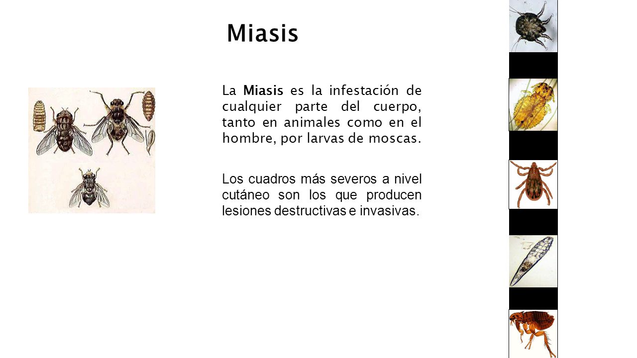 Miasis La Miasis es la infestación de cualquier parte del cuerpo, tanto en animales como en el hombre, por larvas de moscas.
