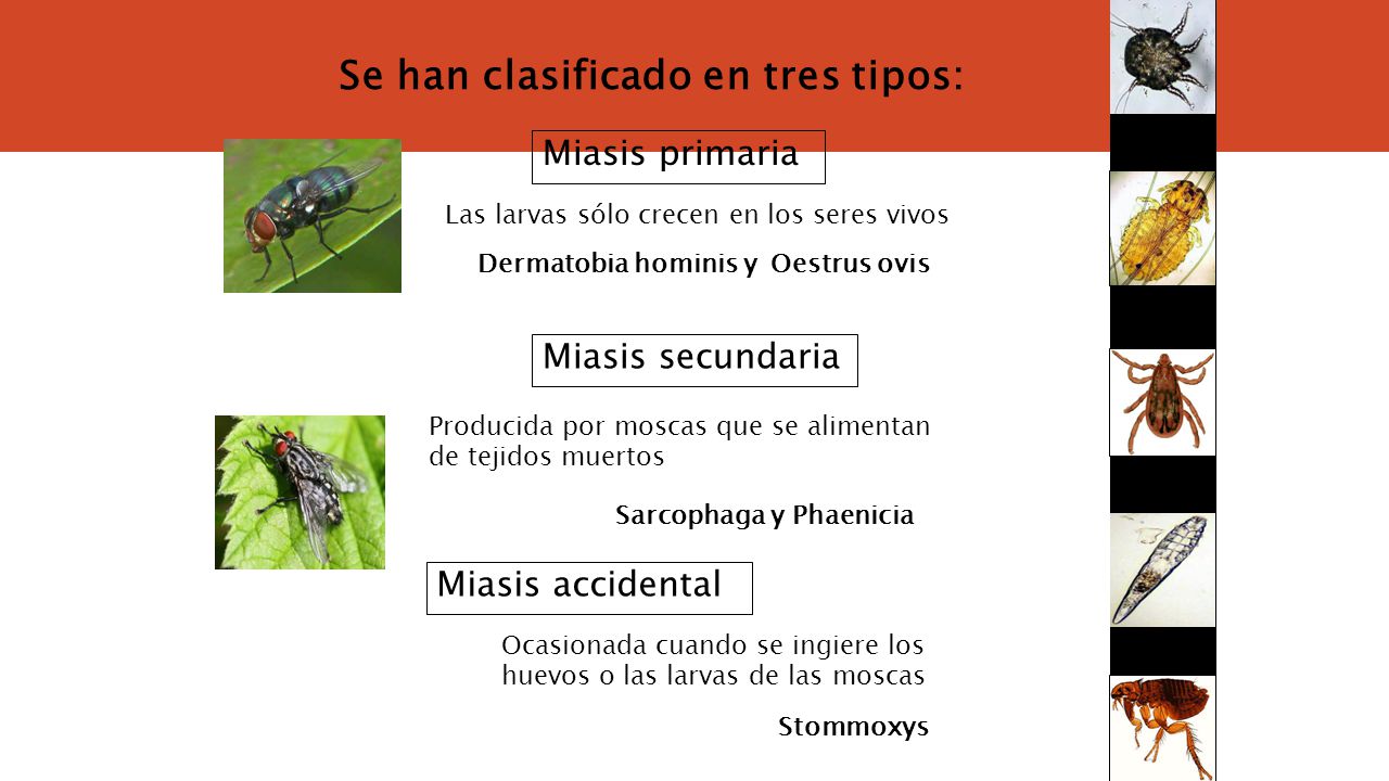Se han clasificado en tres tipos: