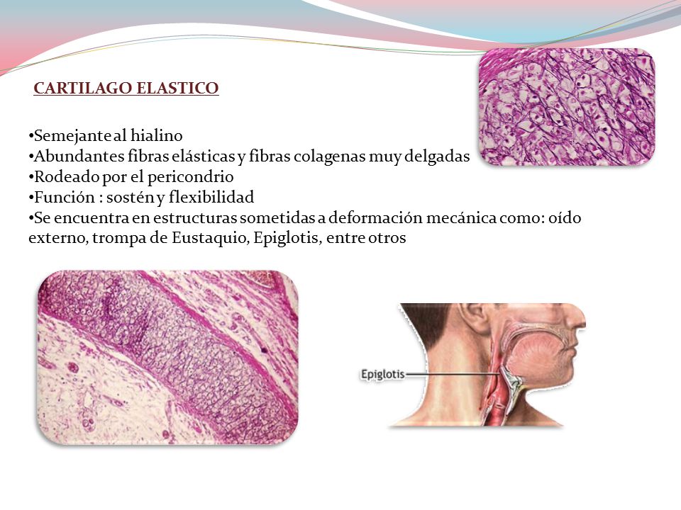 CARTILAGO ELASTICO Semejante al hialino. Abundantes fibras elásticas y fibras colagenas muy delgadas.