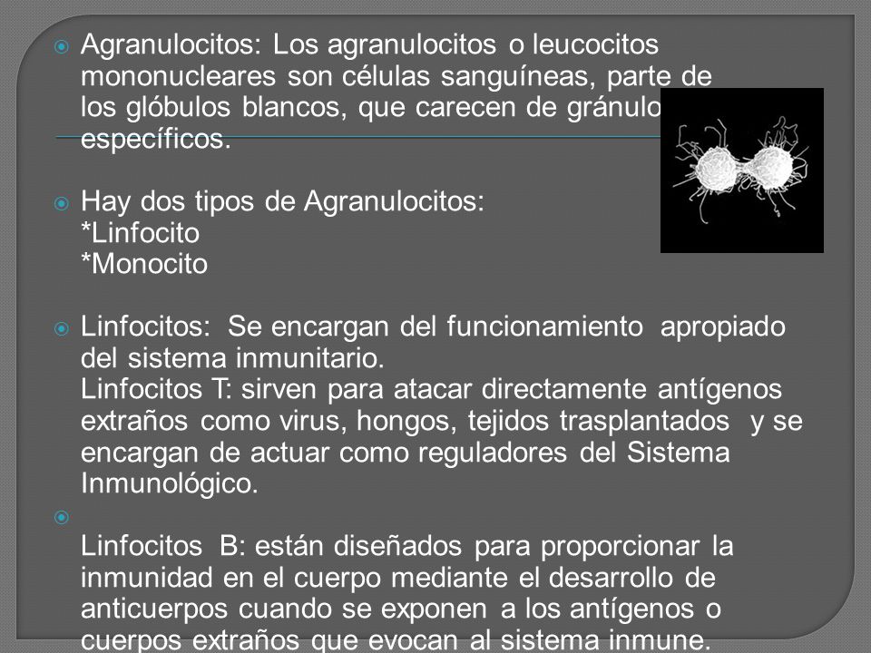 Agranulocitos: Los agranulocitos o leucocitos mononucleares son células sanguíneas, parte de los glóbulos blancos, que carecen de gránulos específicos.