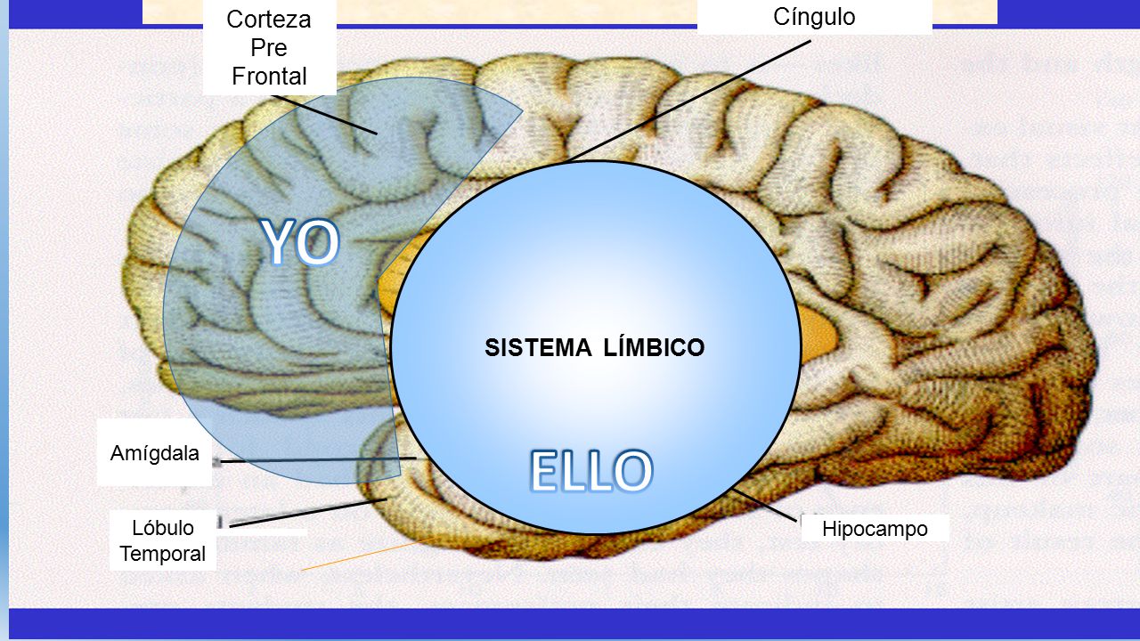 YO ELLO Corteza Pre Frontal Cíngulo SISTEMA LÍMBICO Amígdala Lóbulo