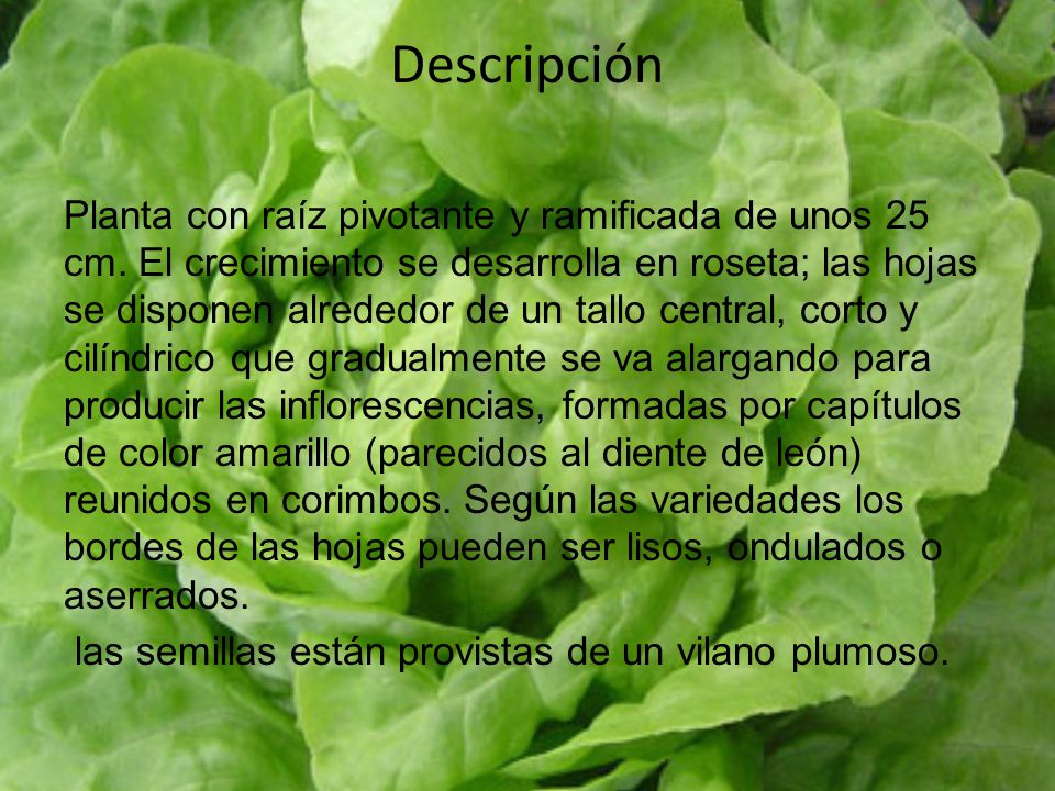 Descripción