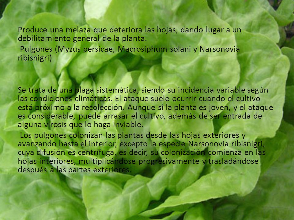 Produce una melaza que deteriora las hojas, dando lugar a un debilitamiento general de la planta.