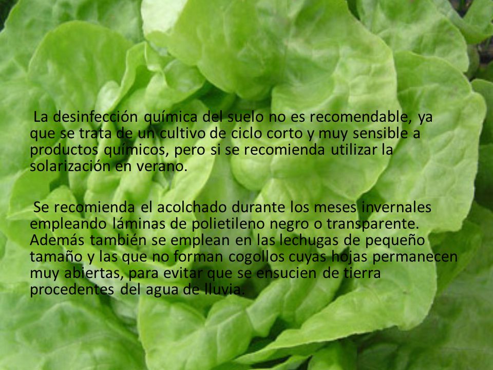 La desinfección química del suelo no es recomendable, ya que se trata de un cultivo de ciclo corto y muy sensible a productos químicos, pero si se recomienda utilizar la solarización en verano.