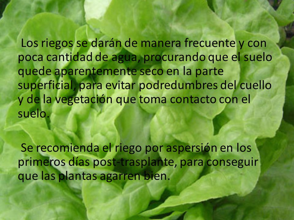 Los riegos se darán de manera frecuente y con poca cantidad de agua, procurando que el suelo quede aparentemente seco en la parte superficial, para evitar podredumbres del cuello y de la vegetación que toma contacto con el suelo.