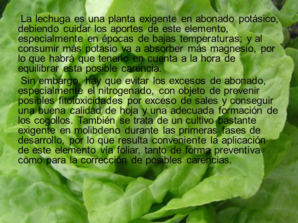 La lechuga es una planta exigente en abonado potásico, debiendo cuidar los aportes de este elemento, especialmente en épocas de bajas temperaturas; y al consumir más potasio va a absorber más magnesio, por lo que habrá que tenerlo en cuenta a la hora de equilibrar esta posible carencia.