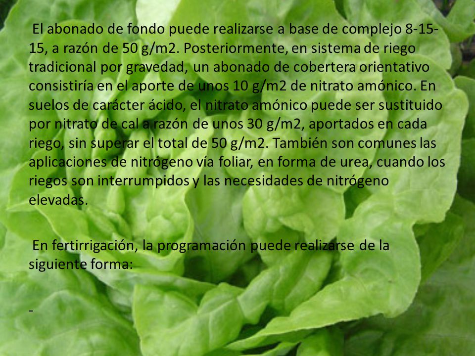 El abonado de fondo puede realizarse a base de complejo , a razón de 50 g/m2. Posteriormente, en sistema de riego tradicional por gravedad, un abonado de cobertera orientativo consistiría en el aporte de unos 10 g/m2 de nitrato amónico. En suelos de carácter ácido, el nitrato amónico puede ser sustituido por nitrato de cal a razón de unos 30 g/m2, aportados en cada riego, sin superar el total de 50 g/m2. También son comunes las aplicaciones de nitrógeno vía foliar, en forma de urea, cuando los riegos son interrumpidos y las necesidades de nitrógeno elevadas.