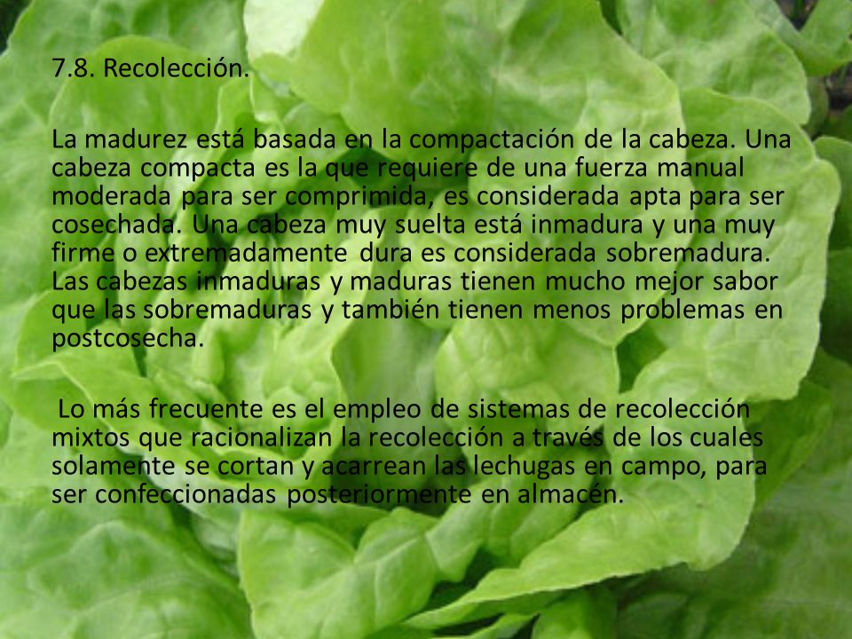 7.8. Recolección. La madurez está basada en la compactación de la cabeza.