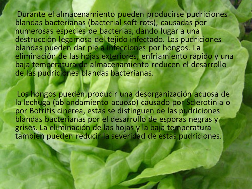 Durante el almacenamiento pueden producirse pudriciones blandas bacterianas (bacterial soft-rots), causadas por numerosas especies de bacterias, dando lugar a una destrucción legamosa del tejido infectado. Las pudriciones blandas pueden dar pie a infecciones por hongos. La eliminación de las hojas exteriores, enfriamiento rápido y una baja temperatura de almacenamiento reducen el desarrollo de las pudriciones blandas bacterianas.