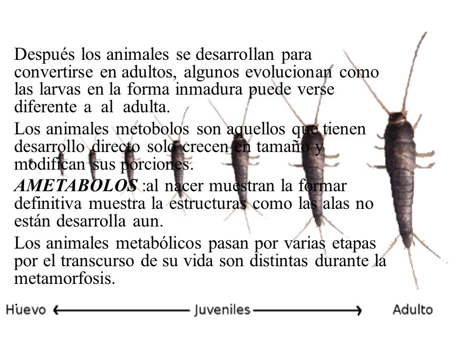 Después los animales se desarrollan para convertirse en adultos, algunos evolucionan como las larvas en la forma inmadura puede verse diferente a al adulta.