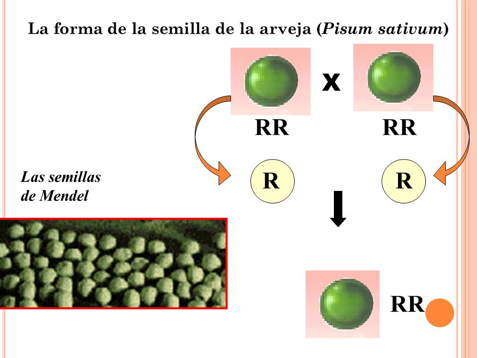 La forma de la semilla de la arveja (Pisum sativum)