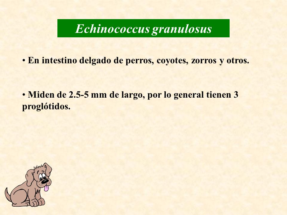 Echinococcus granulosus
