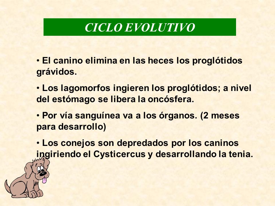 CICLO EVOLUTIVO El canino elimina en las heces los proglótidos grávidos.