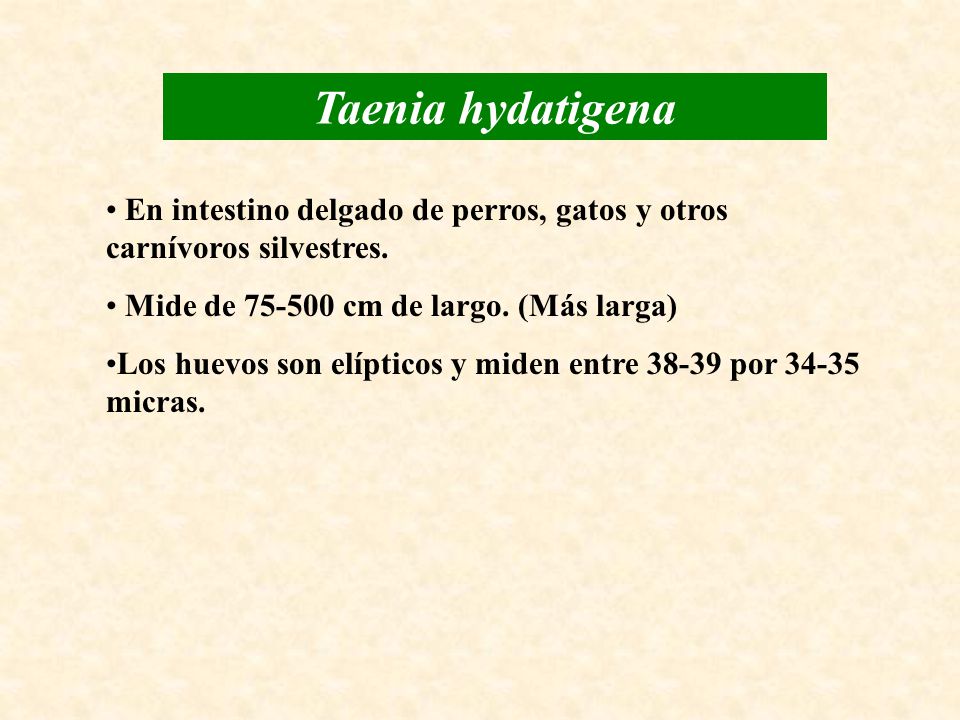 Taenia hydatigena En intestino delgado de perros, gatos y otros carnívoros silvestres. Mide de cm de largo. (Más larga)