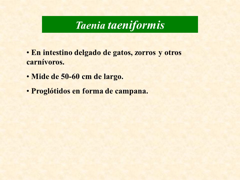 Taenia taeniformis En intestino delgado de gatos, zorros y otros carnívoros. Mide de cm de largo.