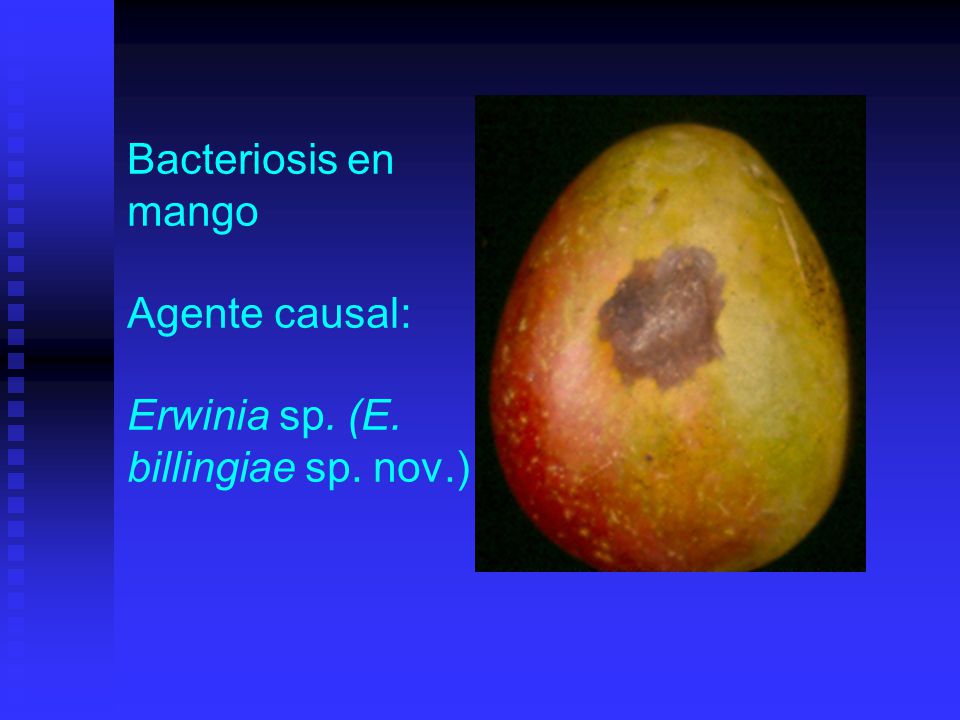 Bacteriosis en mango Agente causal: Erwinia sp. (E. billingiae sp. nov