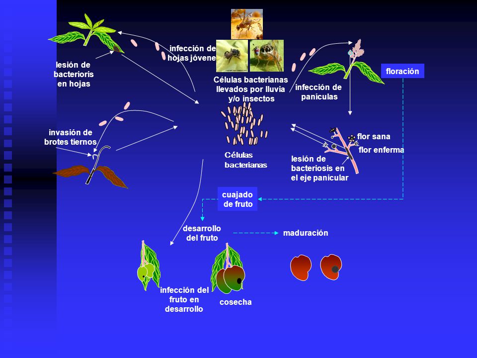 infección de hojas jóvenes. lesión de. bacterioris. en hojas. floración. Células bacterianas. llevados por lluvia.