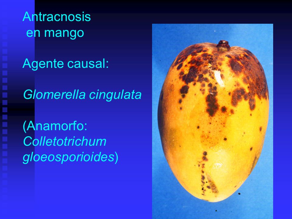 Antracnosis en mango Agente causal: Glomerella cingulata (Anamorfo: Colletotrichum gloeosporioides)