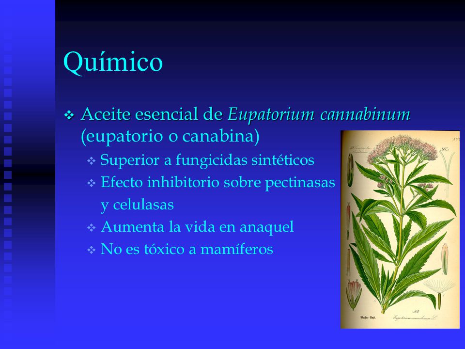 Químico Aceite esencial de Eupatorium cannabinum (eupatorio o canabina) Superior a fungicidas sintéticos.
