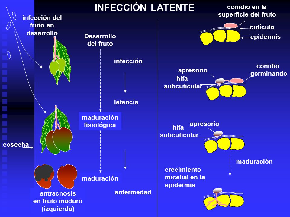 INFECCIÓN LATENTE conidio en la superficie del fruto infección del