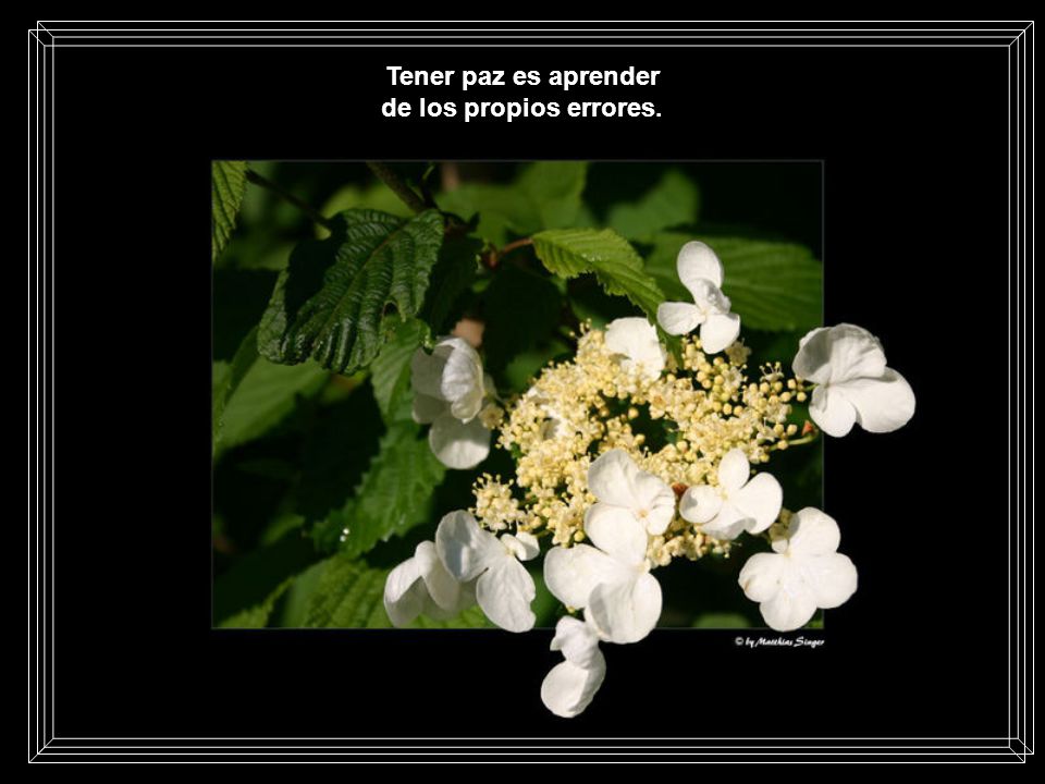 Tener paz es aprender de los propios errores.