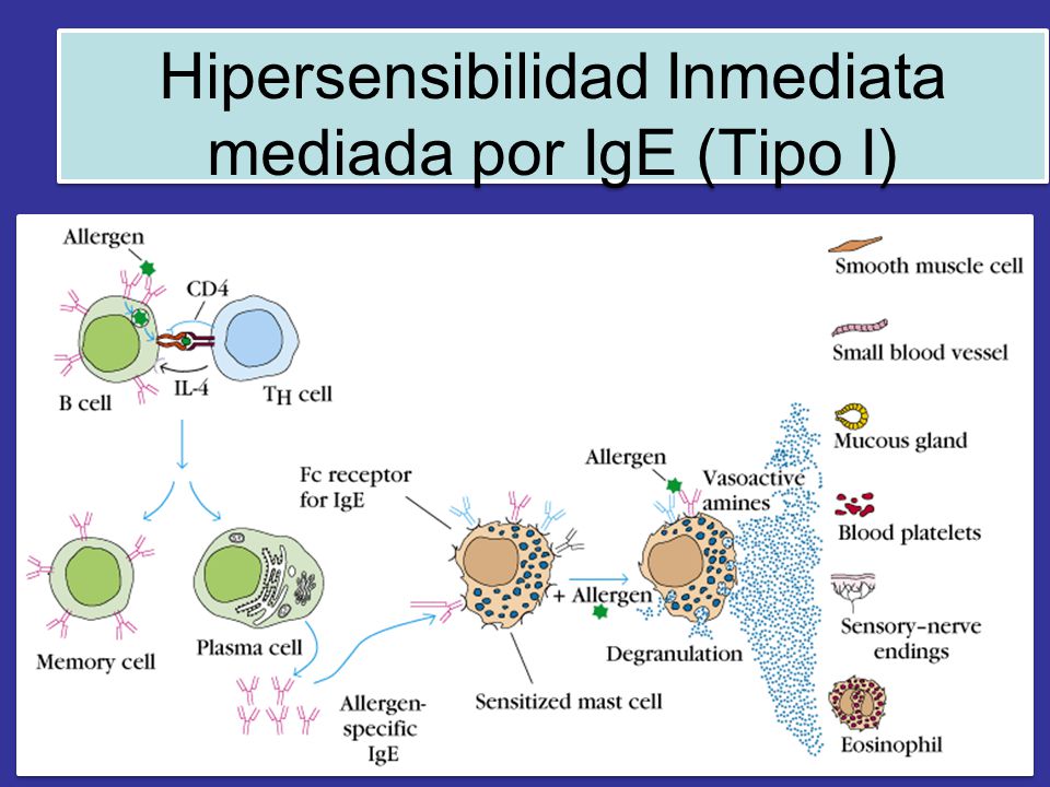 Hipersensibilidad Inmediata mediada por IgE (Tipo I)