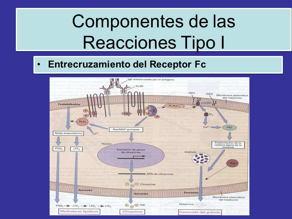 Componentes de las Reacciones Tipo I