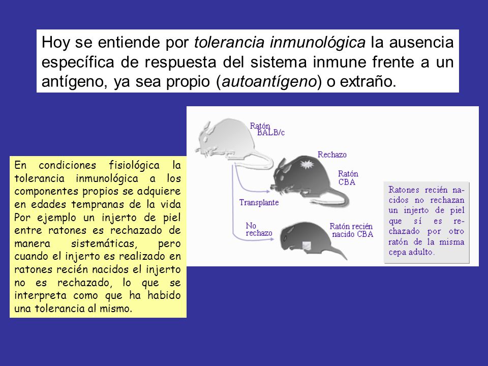 Hoy se entiende por tolerancia inmunológica la ausencia específica de respuesta del sistema inmune frente a un antígeno, ya sea propio (autoantígeno) o extraño.
