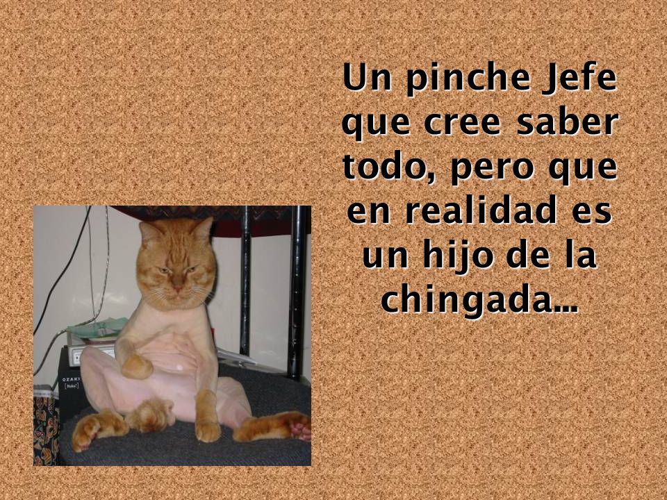 Un pinche Jefe que cree saber todo, pero que en realidad es un hijo de la chingada...