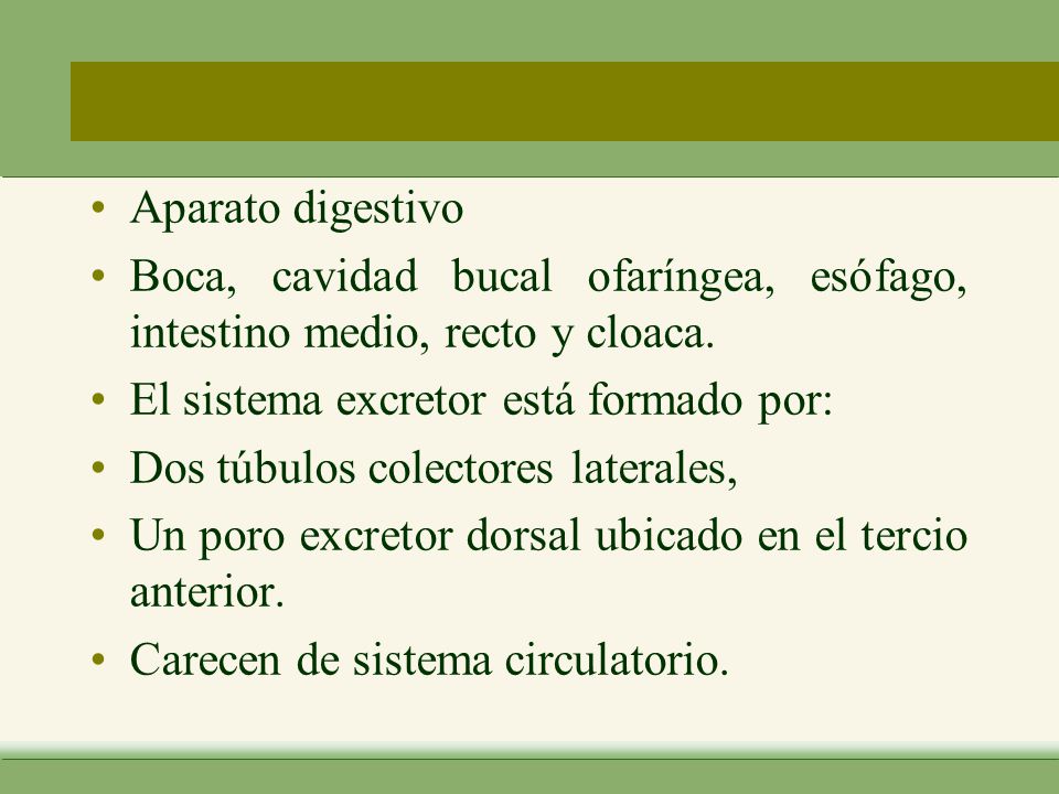 Aparato digestivo Boca, cavidad bucal ofaríngea, esófago, intestino medio, recto y cloaca. El sistema excretor está formado por: