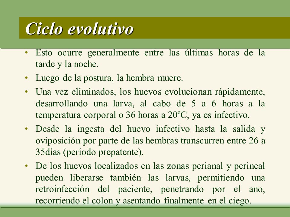 Ciclo evolutivo Esto ocurre generalmente entre las últimas horas de la tarde y la noche. Luego de la postura, la hembra muere.