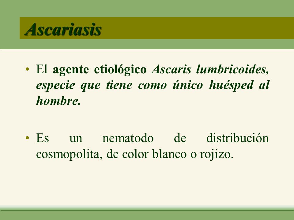 Ascariasis El agente etiológico Ascaris lumbricoides, especie que tiene como único huésped al hombre.