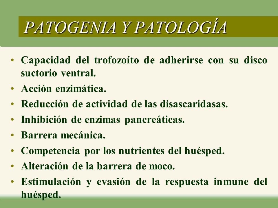PATOGENIA Y PATOLOGÍA Capacidad del trofozoíto de adherirse con su disco suctorio ventral. Acción enzimática.