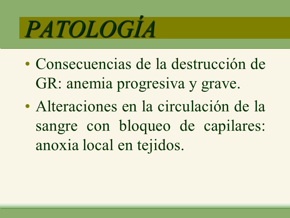 PATOLOGÍA Consecuencias de la destrucción de GR: anemia progresiva y grave.