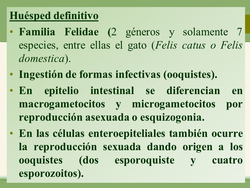 Huésped definitivo Familia Felidae (2 géneros y solamente 7 especies, entre ellas el gato (Felis catus o Felis domestica).