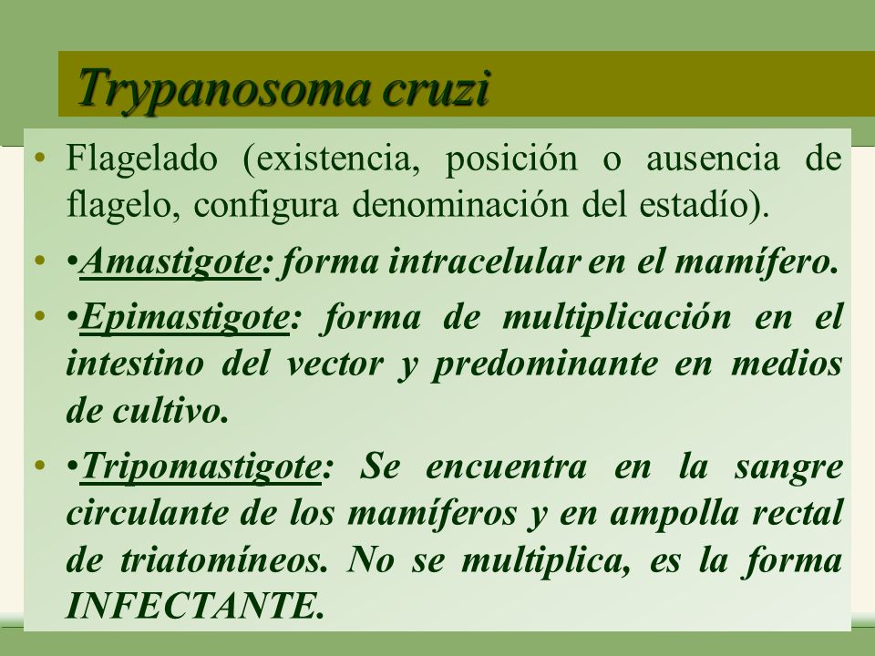 Trypanosoma cruzi Flagelado (existencia, posición o ausencia de flagelo, configura denominación del estadío).
