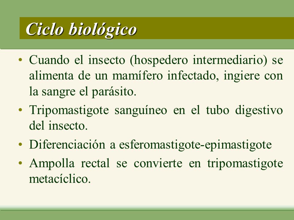 Ciclo biológico Cuando el insecto (hospedero intermediario) se alimenta de un mamífero infectado, ingiere con la sangre el parásito.