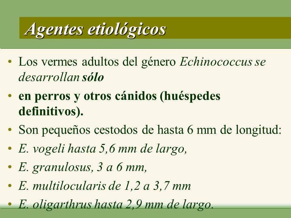 Agentes etiológicos Los vermes adultos del género Echinococcus se desarrollan sólo. en perros y otros cánidos (huéspedes definitivos).