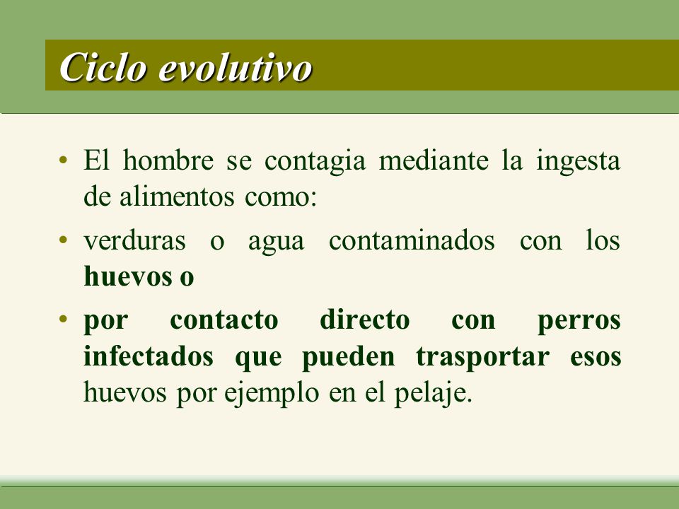Ciclo evolutivo El hombre se contagia mediante la ingesta de alimentos como: verduras o agua contaminados con los huevos o.
