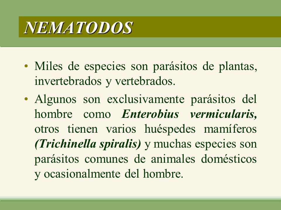 NEMATODOS Miles de especies son parásitos de plantas, invertebrados y vertebrados.