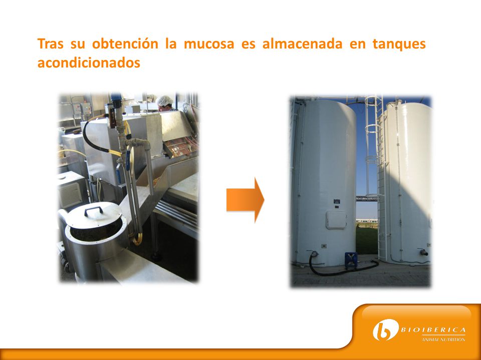 Tras su obtención la mucosa es almacenada en tanques acondicionados