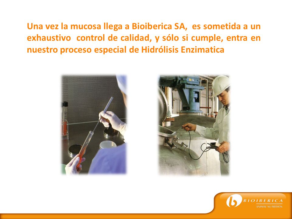 Una vez la mucosa llega a Bioiberica SA, es sometida a un exhaustivo control de calidad, y sólo si cumple, entra en nuestro proceso especial de Hidrólisis Enzimatica