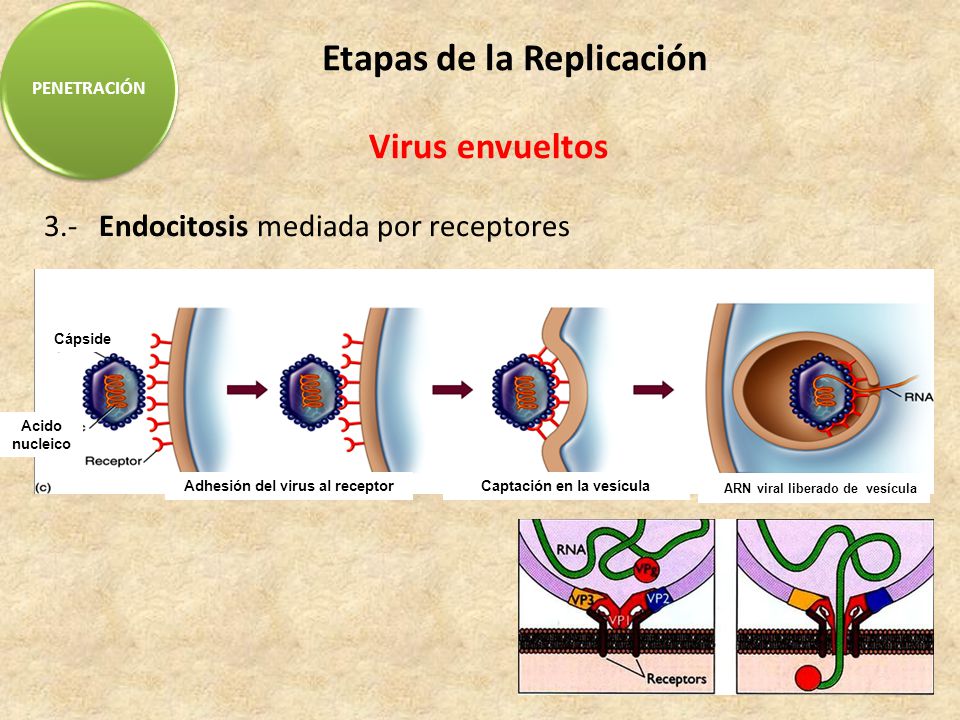 Etapas de la Replicación